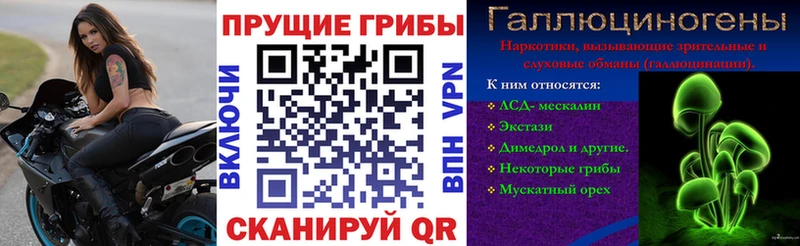Купить где Новоаннинский Псилоцибиновые грибы GOLDEN TEACHER